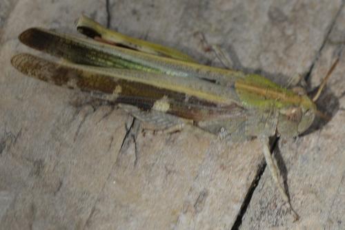 Aiolopus strepens